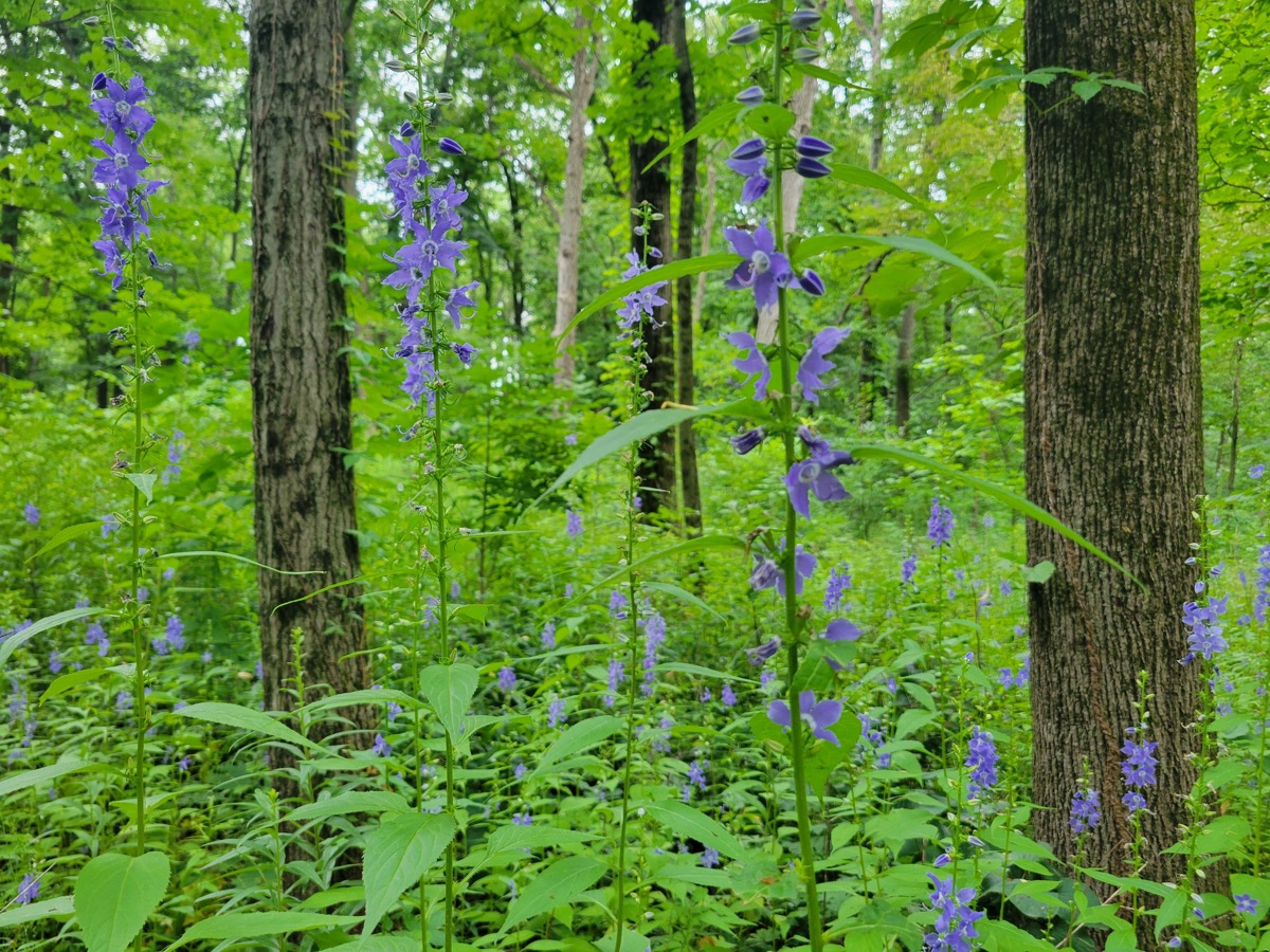 Wild blue larkspur in the forest at Busse Woods