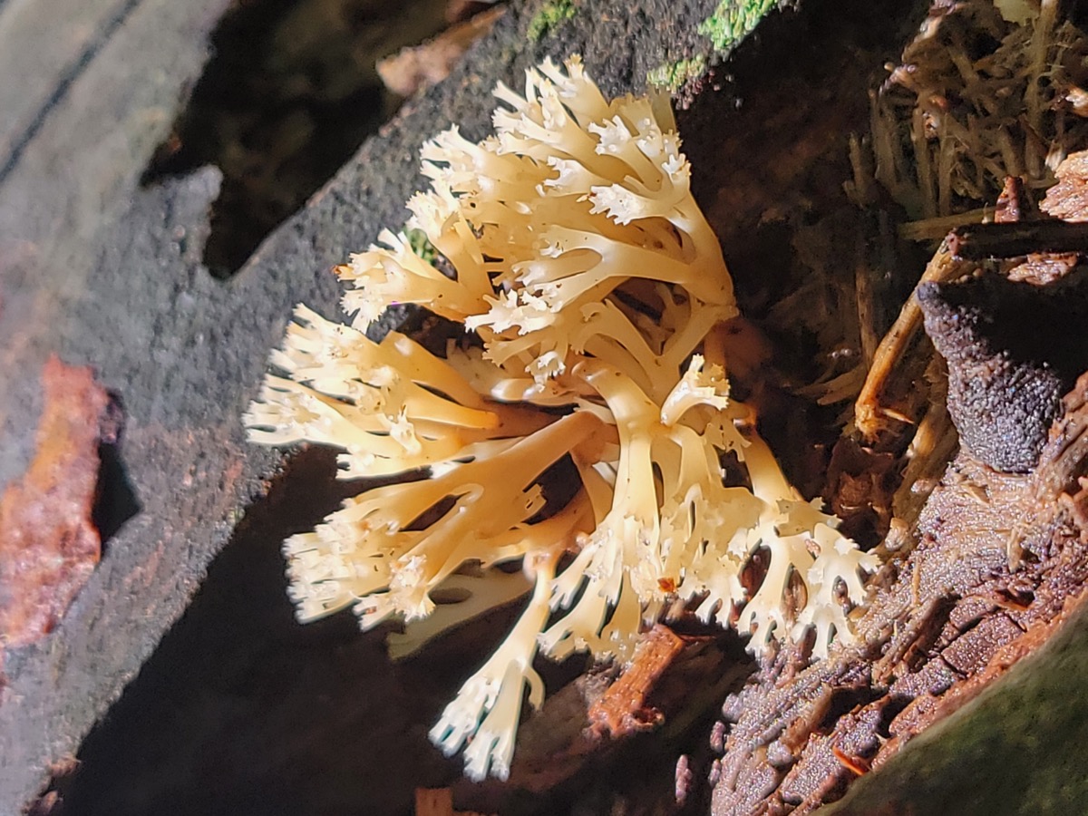 Coral fungi found on the forest floor