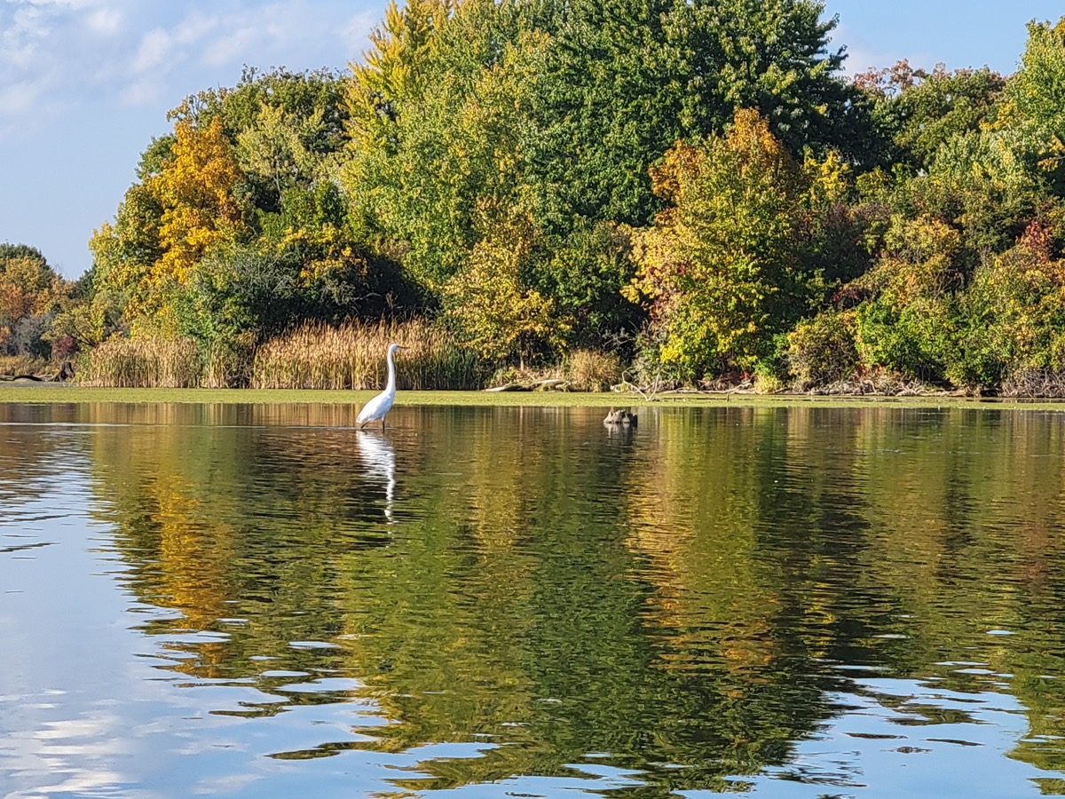 Great egret at Busse Woods lake in autumn