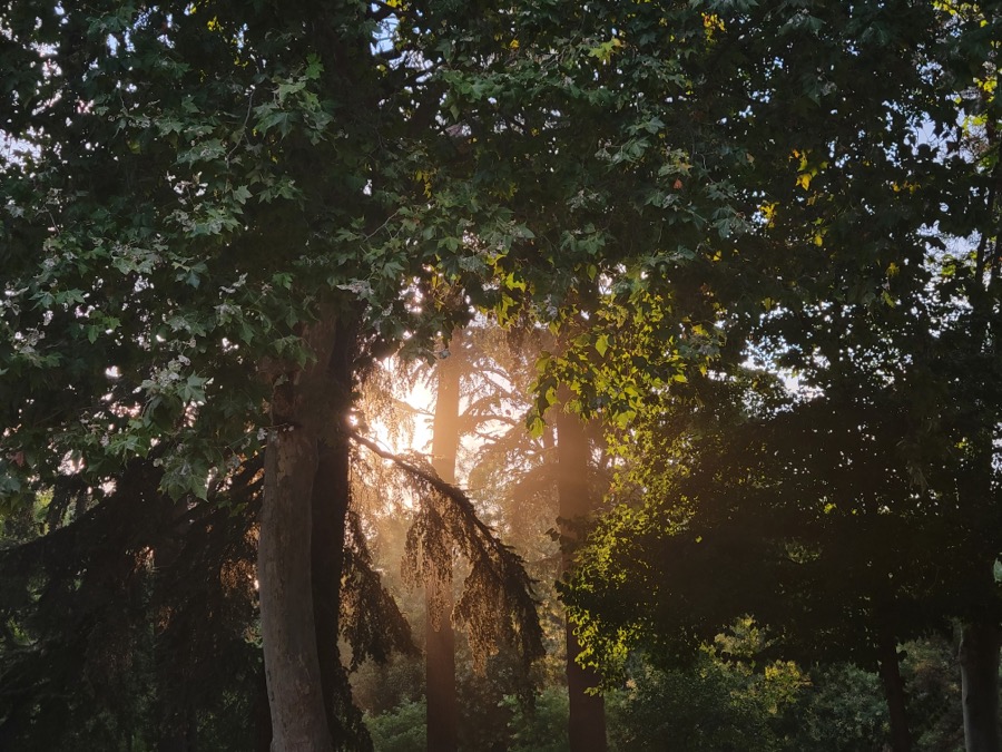 Golden light through forest trees