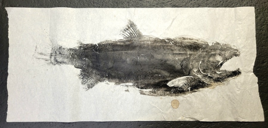 Gyotaku king salmon print