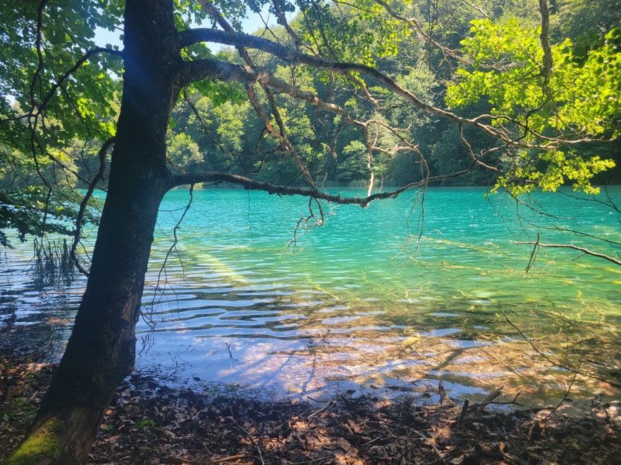 Turquoise lake through forest trees