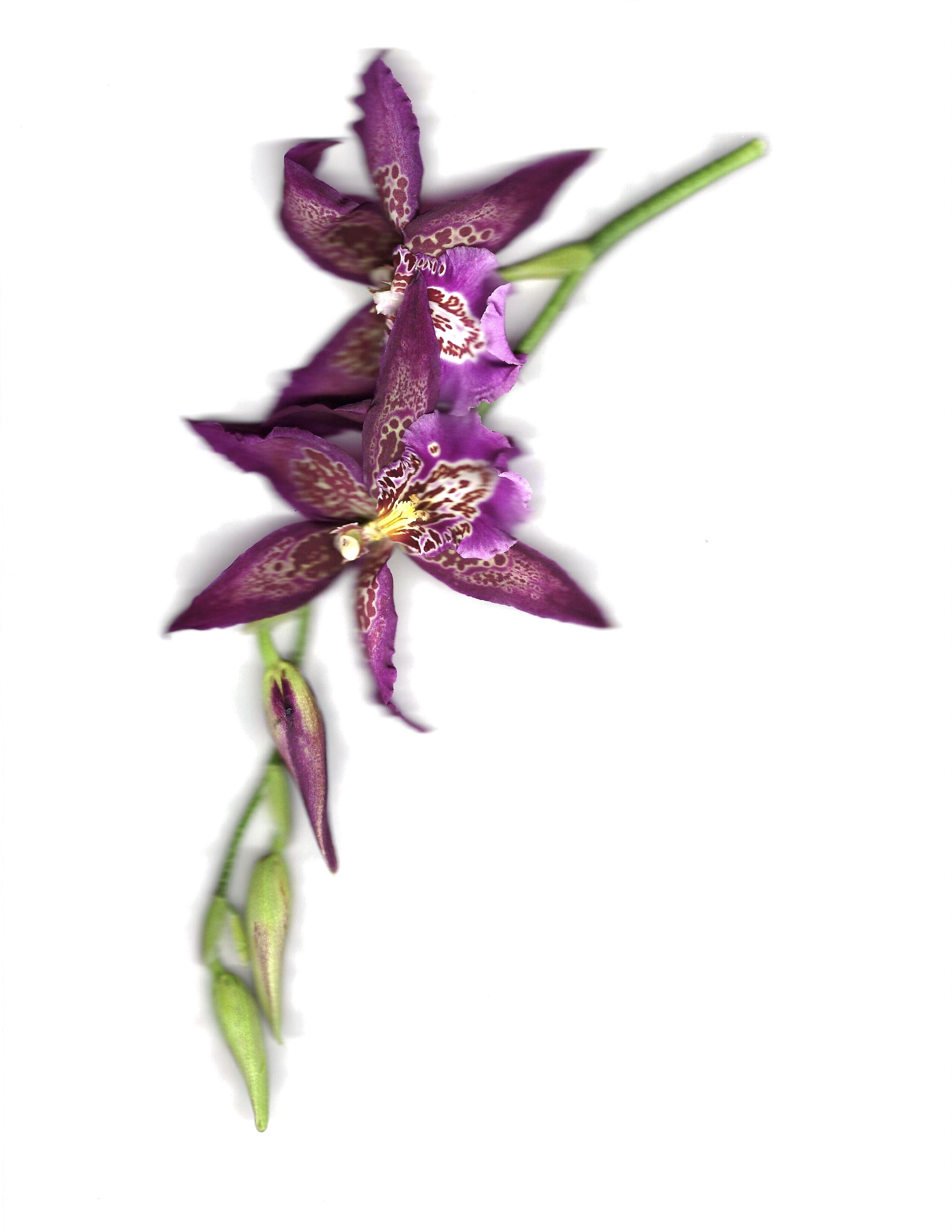 Orchid