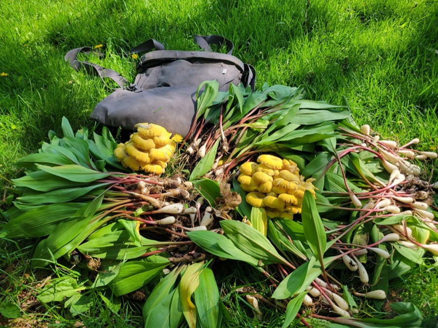 Foraged plants and nature finds
